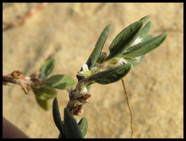 Polygonum maritimum vs. Polygonum robertii