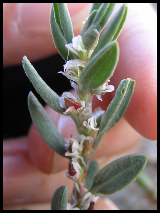 Polygonum maritimum vs. Polygonum robertii