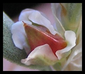 Polygonum maritimum vs. Polygonum robertii