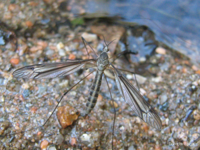 Video deposizione Tipulidae
