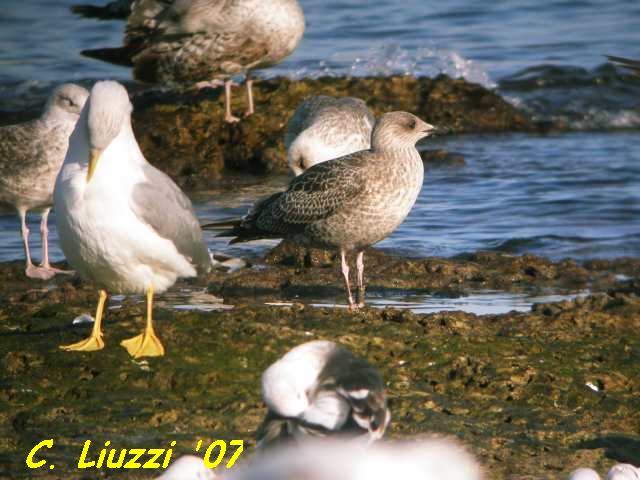 Larus 1st. winter