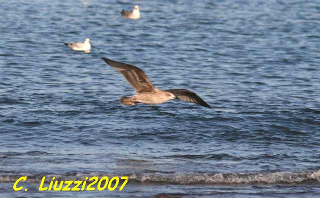 Larus 1st. winter