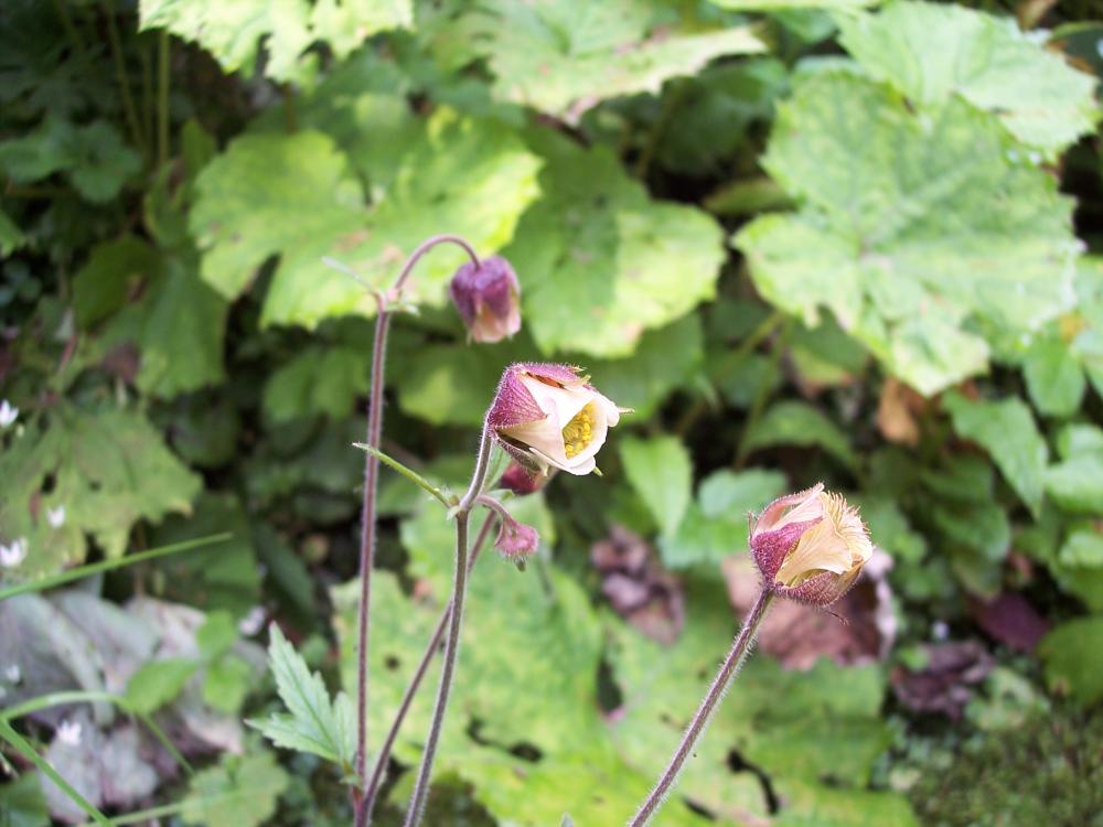 Geum rivale / Cariofillata dei rivi
