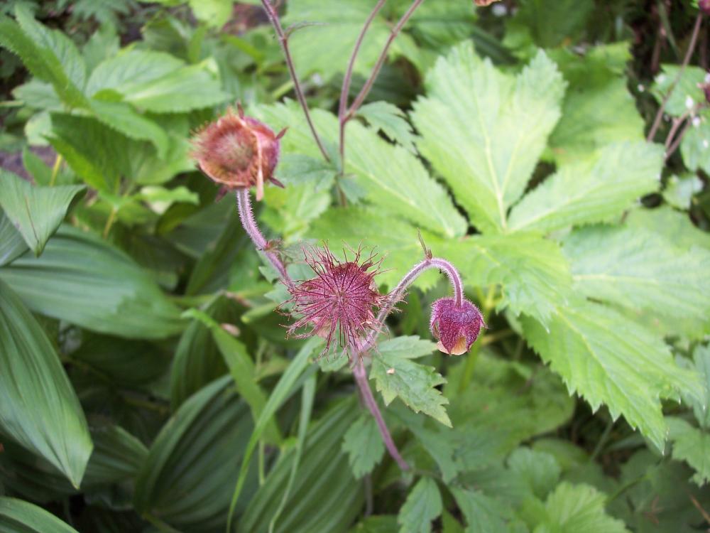 Geum rivale / Cariofillata dei rivi