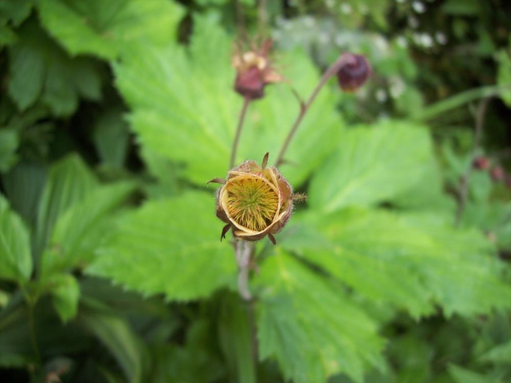 Geum rivale / Cariofillata dei rivi