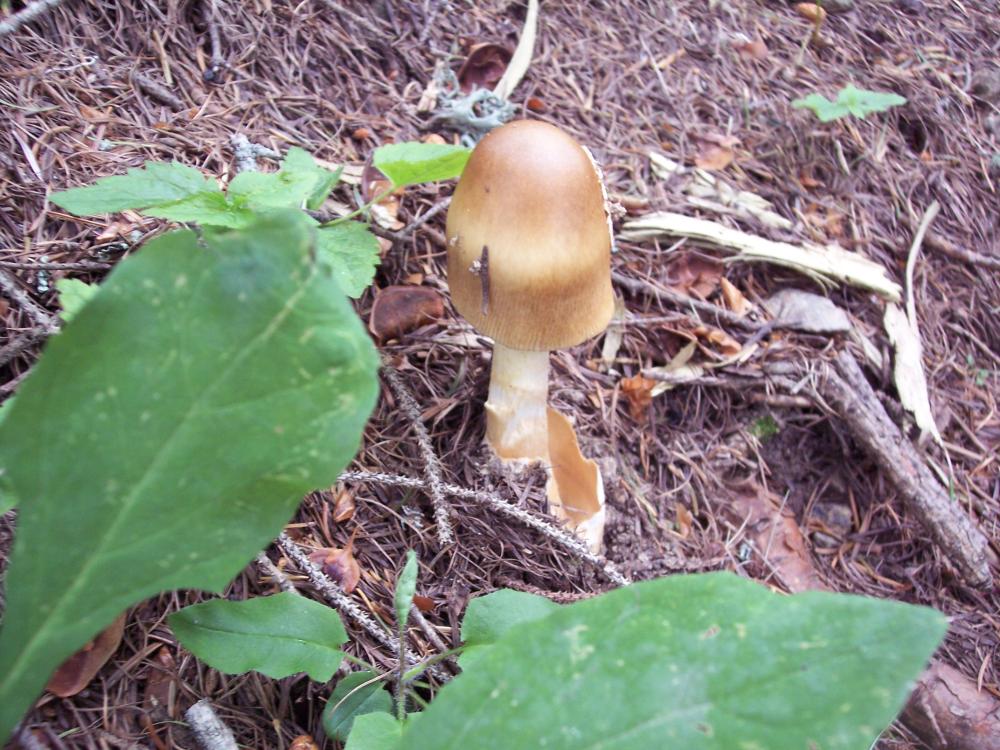 Amanita submembranacea