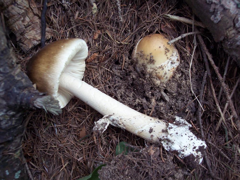 Amanita submembranacea