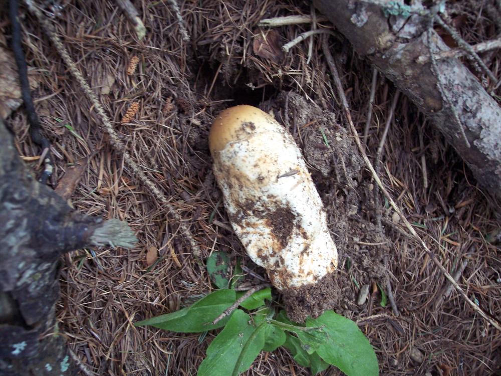 Amanita submembranacea