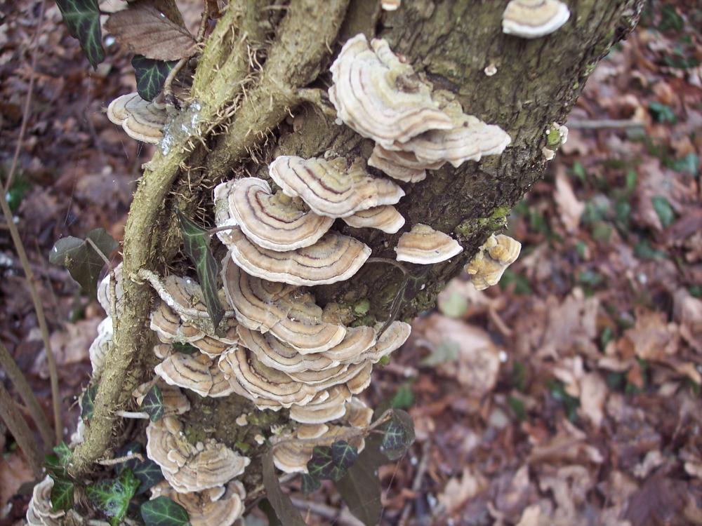 ritrovamenti invernali nel parco ticino