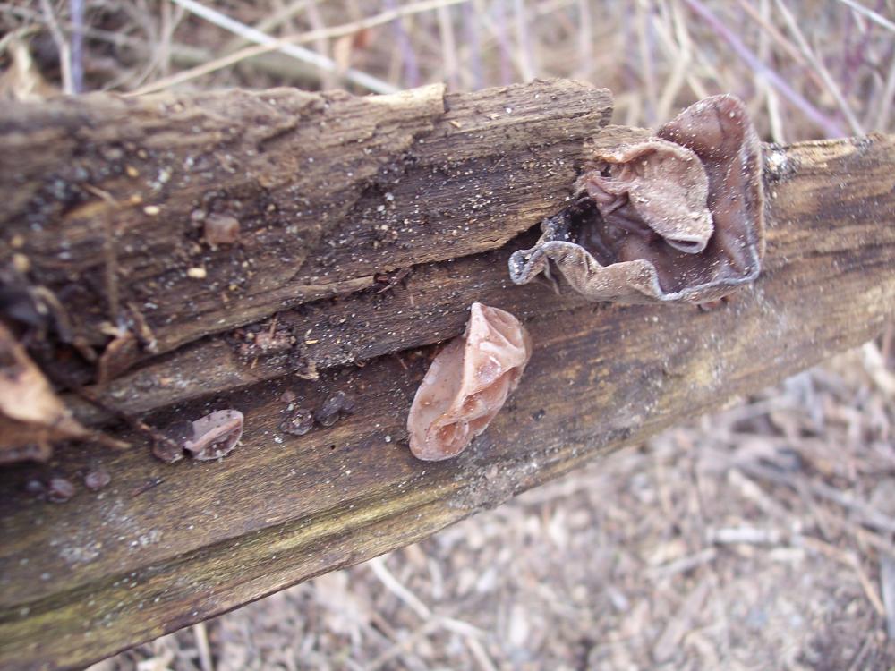ritrovamenti invernali nel parco ticino
