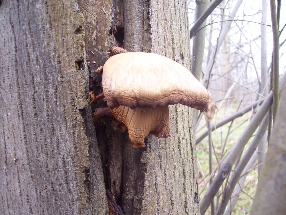 ritrovamenti invernali nel parco ticino