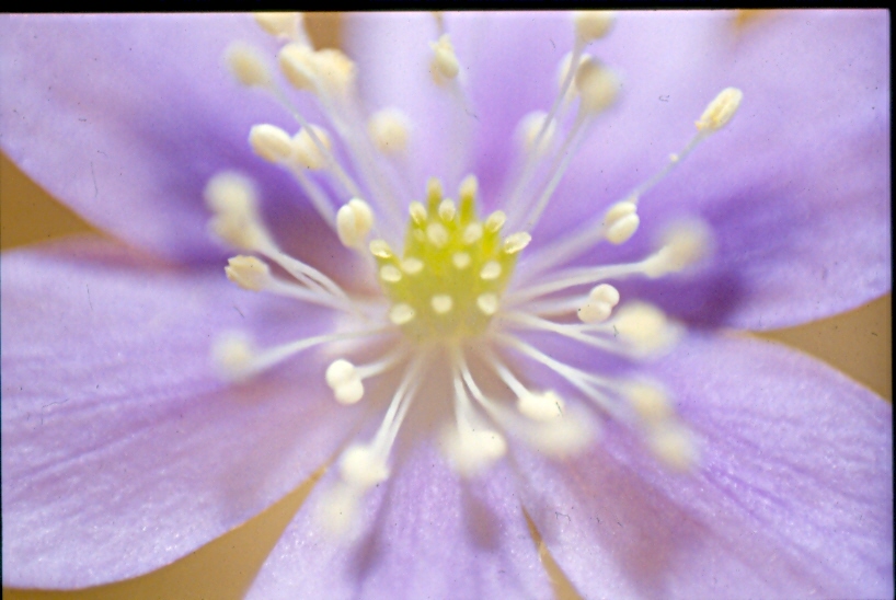 Hepatica nobilis / Erba trinit