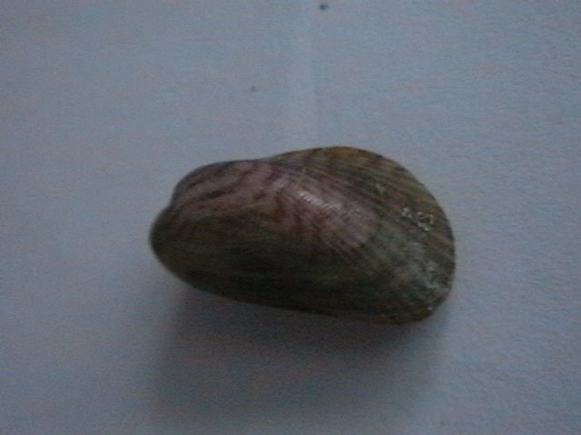 Interessanti da Calambrone