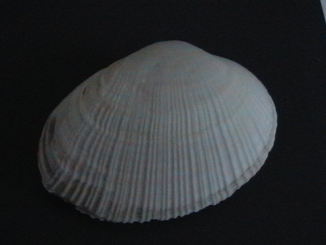 Interessanti da Calambrone