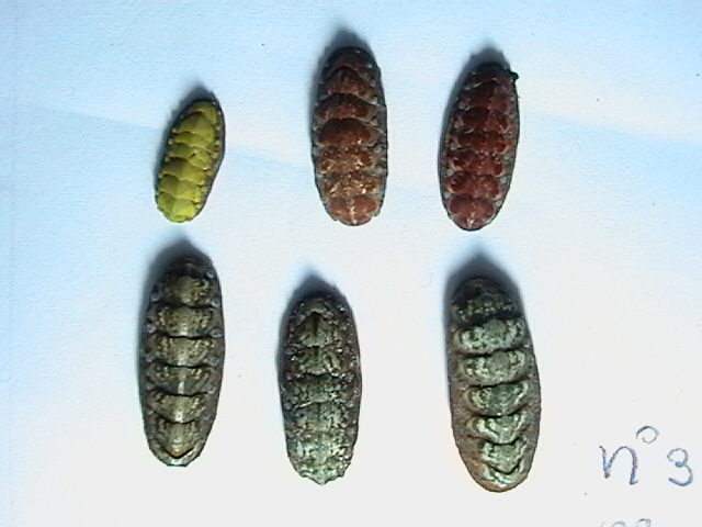 Interessanti da Calambrone