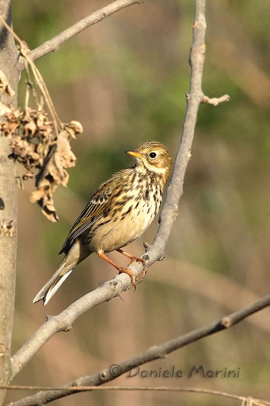 Pispola  (Anthus pratensis)