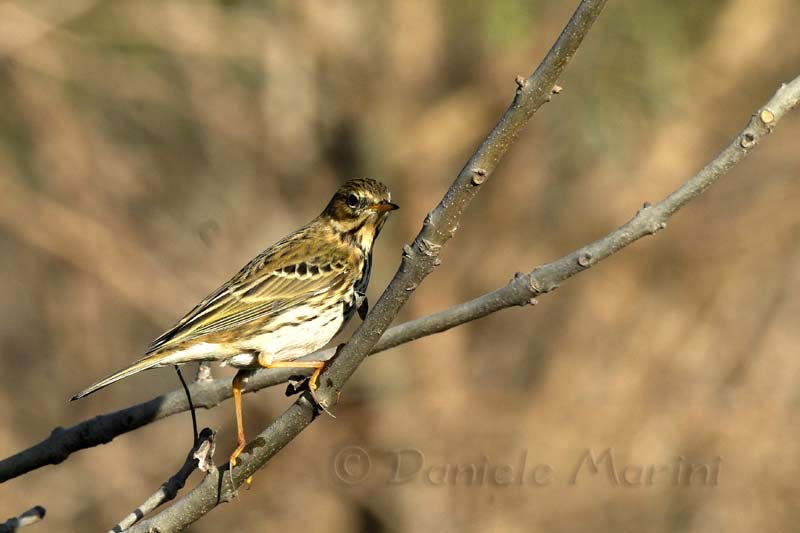 Pispola  (Anthus pratensis)