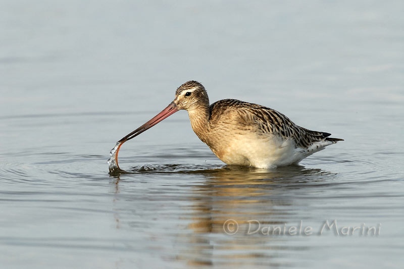 Pittima minore (Limosa lapponica)