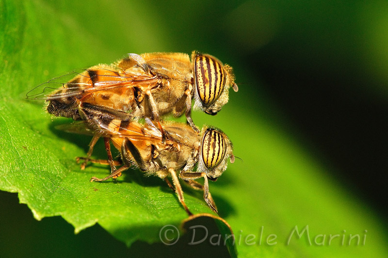 Eristalinus taeniops