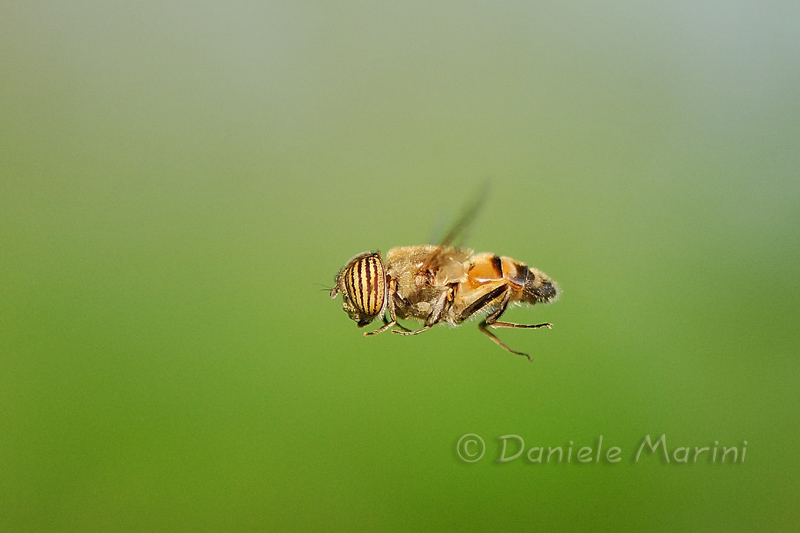 Eristalinus taeniops