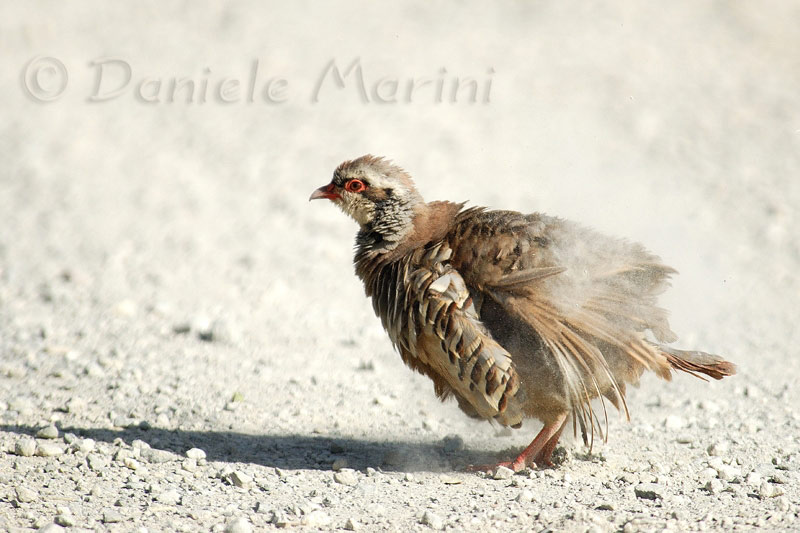 Uccelli arruffati