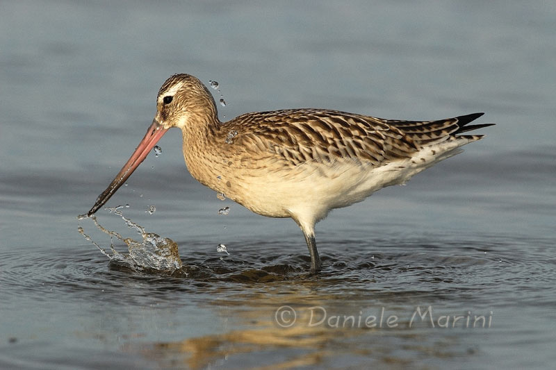 Pittima minore (Limosa lapponica)