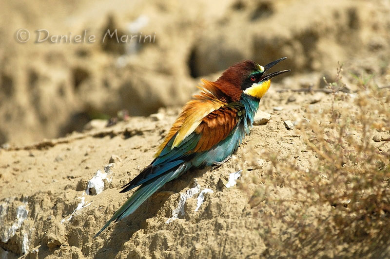Uccelli arruffati