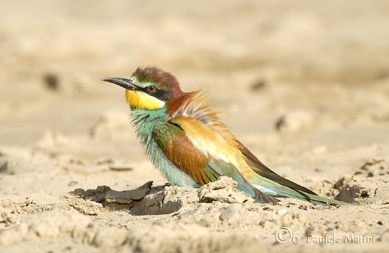 Uccelli arruffati
