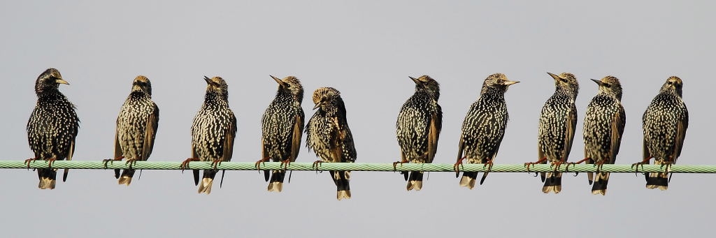 Avifauna humor