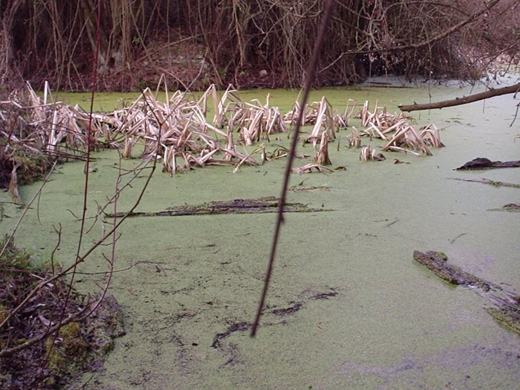 Triturus alpestris apuanus sulla Collina Torinese