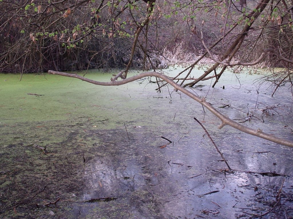 Triturus alpestris apuanus sulla Collina Torinese