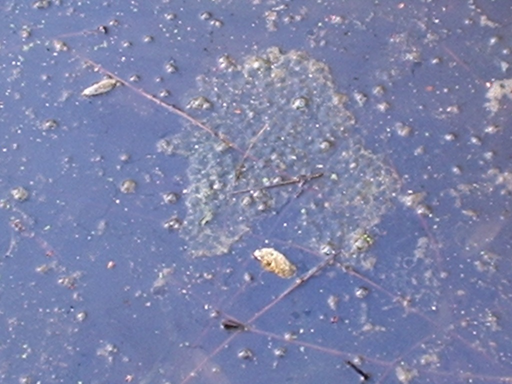 Triturus alpestris apuanus sulla Collina Torinese