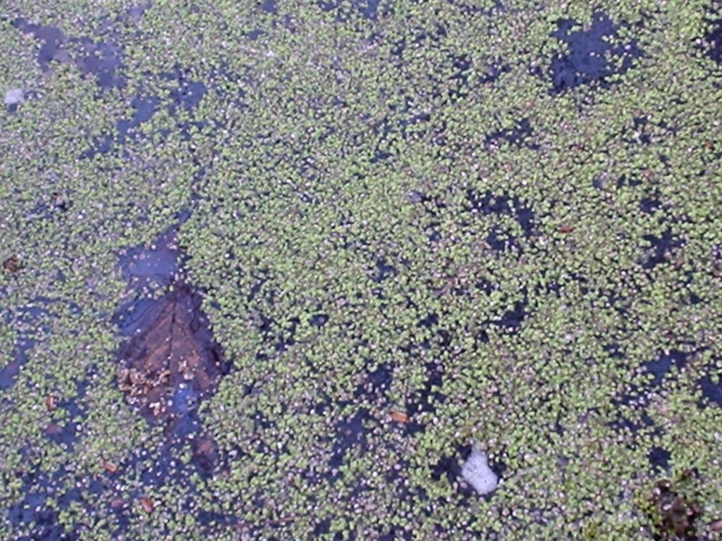 Triturus alpestris apuanus sulla Collina Torinese