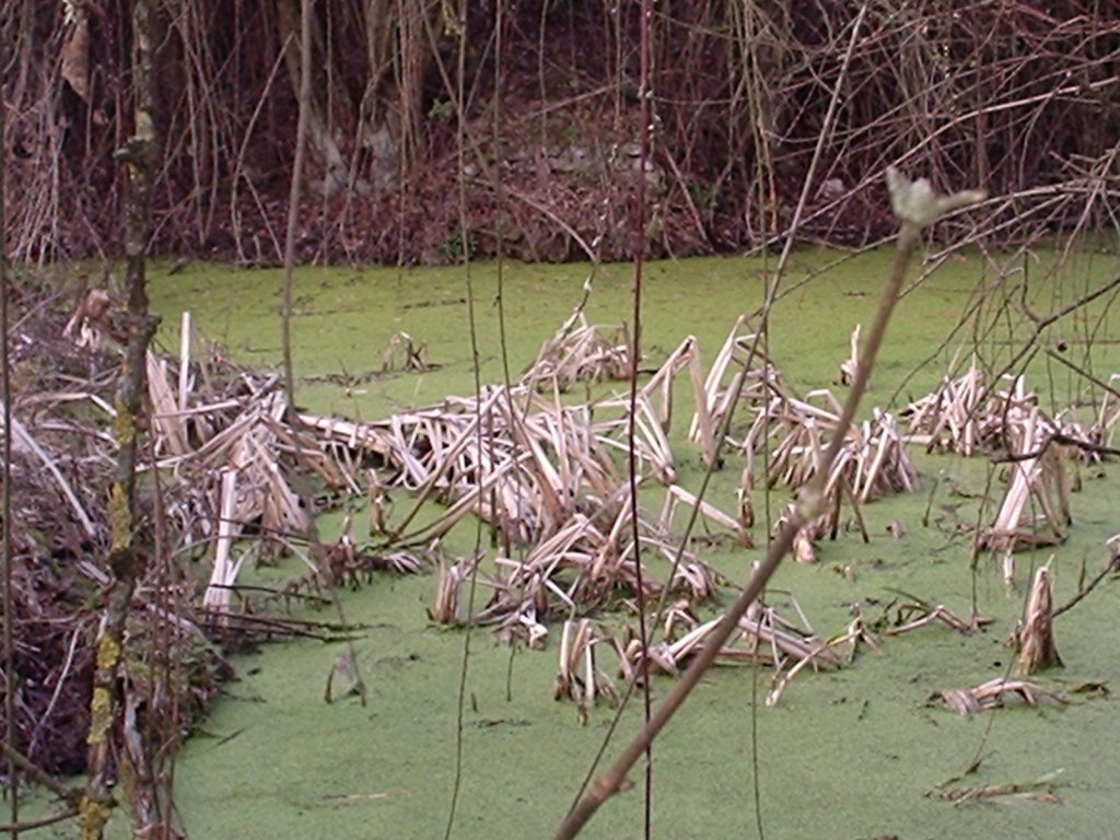 Triturus alpestris apuanus sulla Collina Torinese