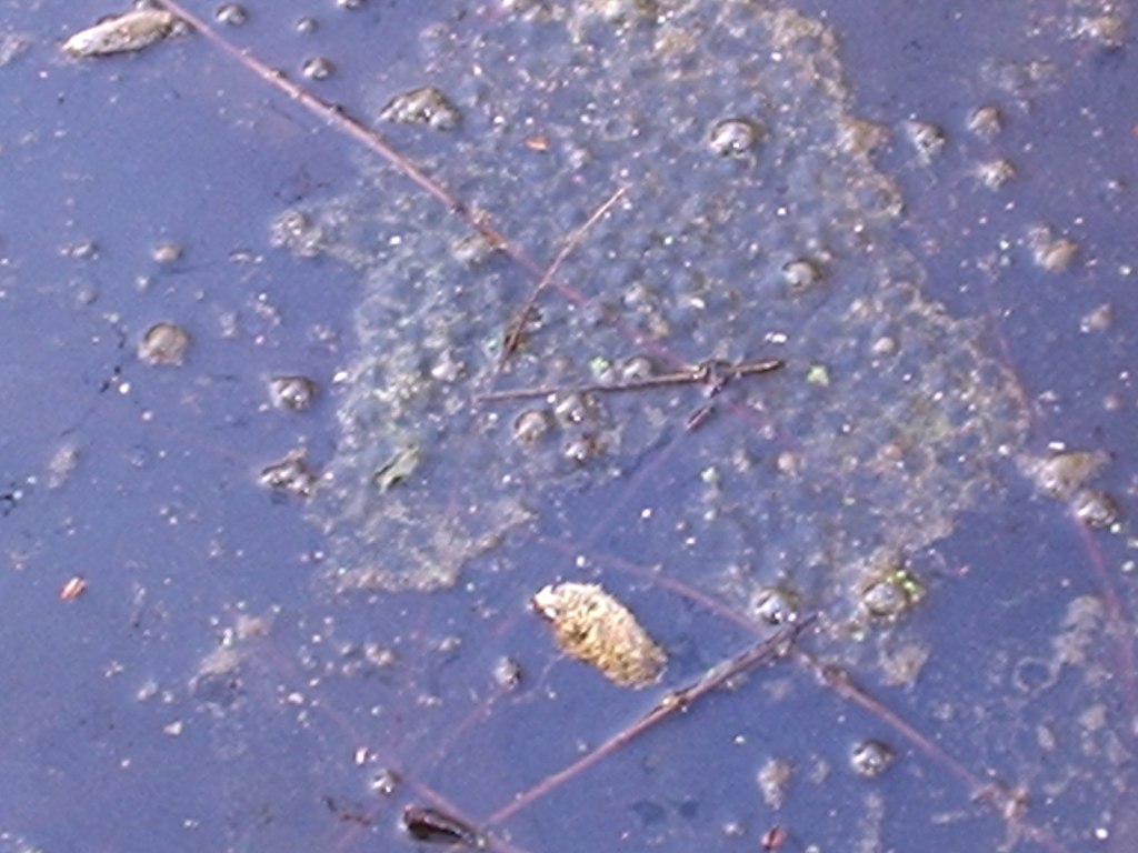 Triturus alpestris apuanus sulla Collina Torinese