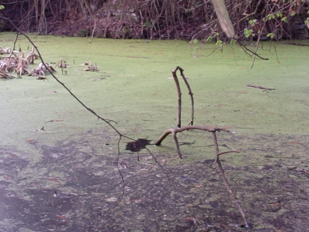 Triturus alpestris apuanus sulla Collina Torinese