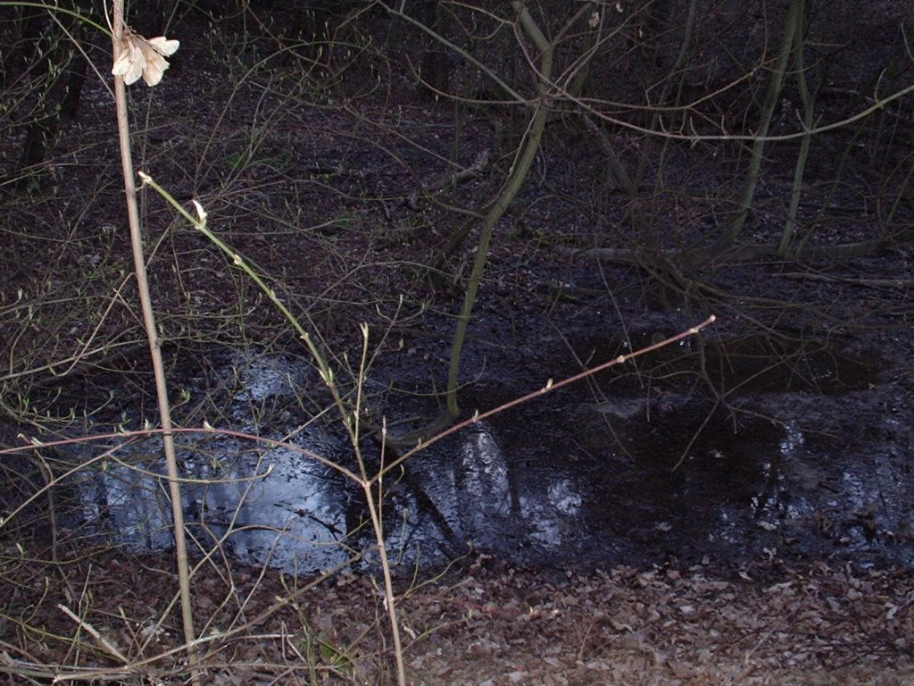 Triturus alpestris apuanus sulla Collina Torinese