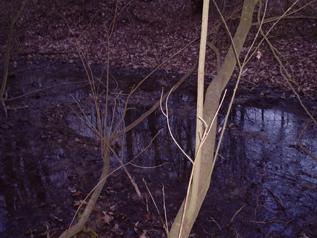 Triturus alpestris apuanus sulla Collina Torinese