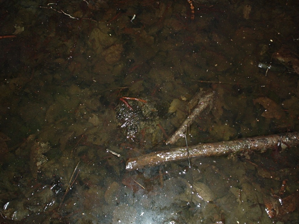 Triturus alpestris apuanus sulla Collina Torinese