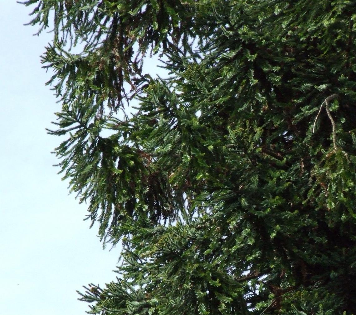 Araucaria??