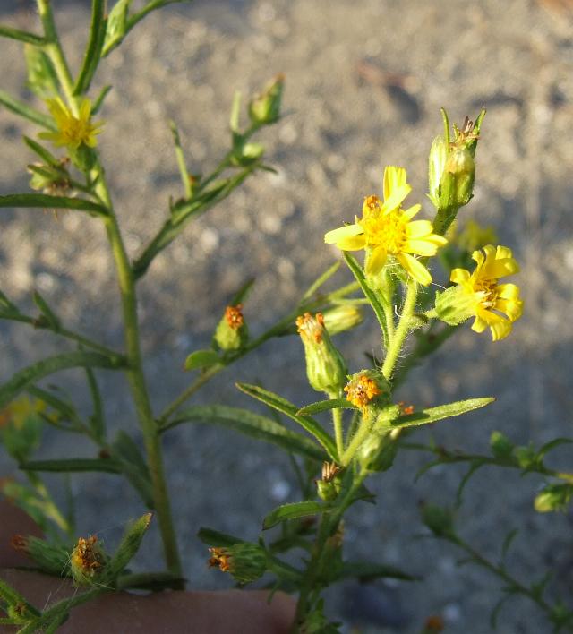odor di Vicks - Dittrichia graveolens