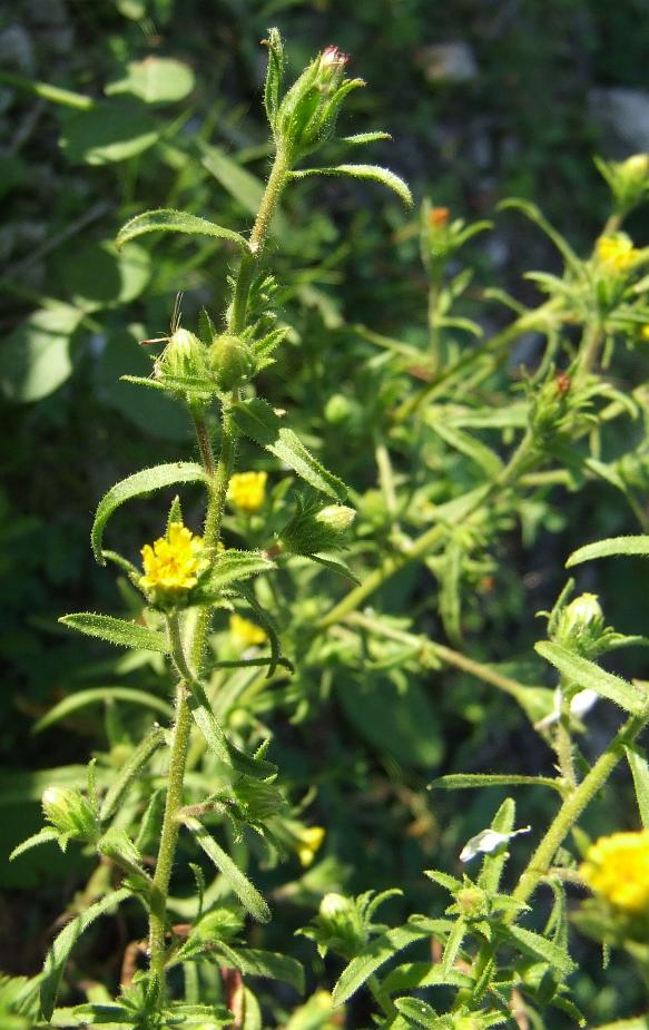 odor di Vicks - Dittrichia graveolens