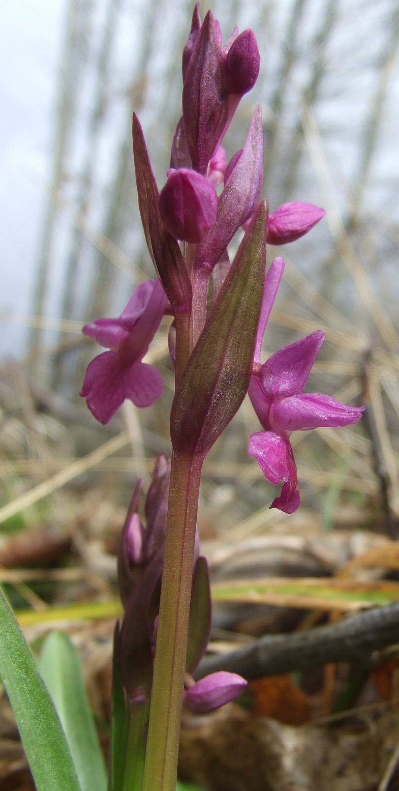 Dactylorhiza romana / Orchide romana