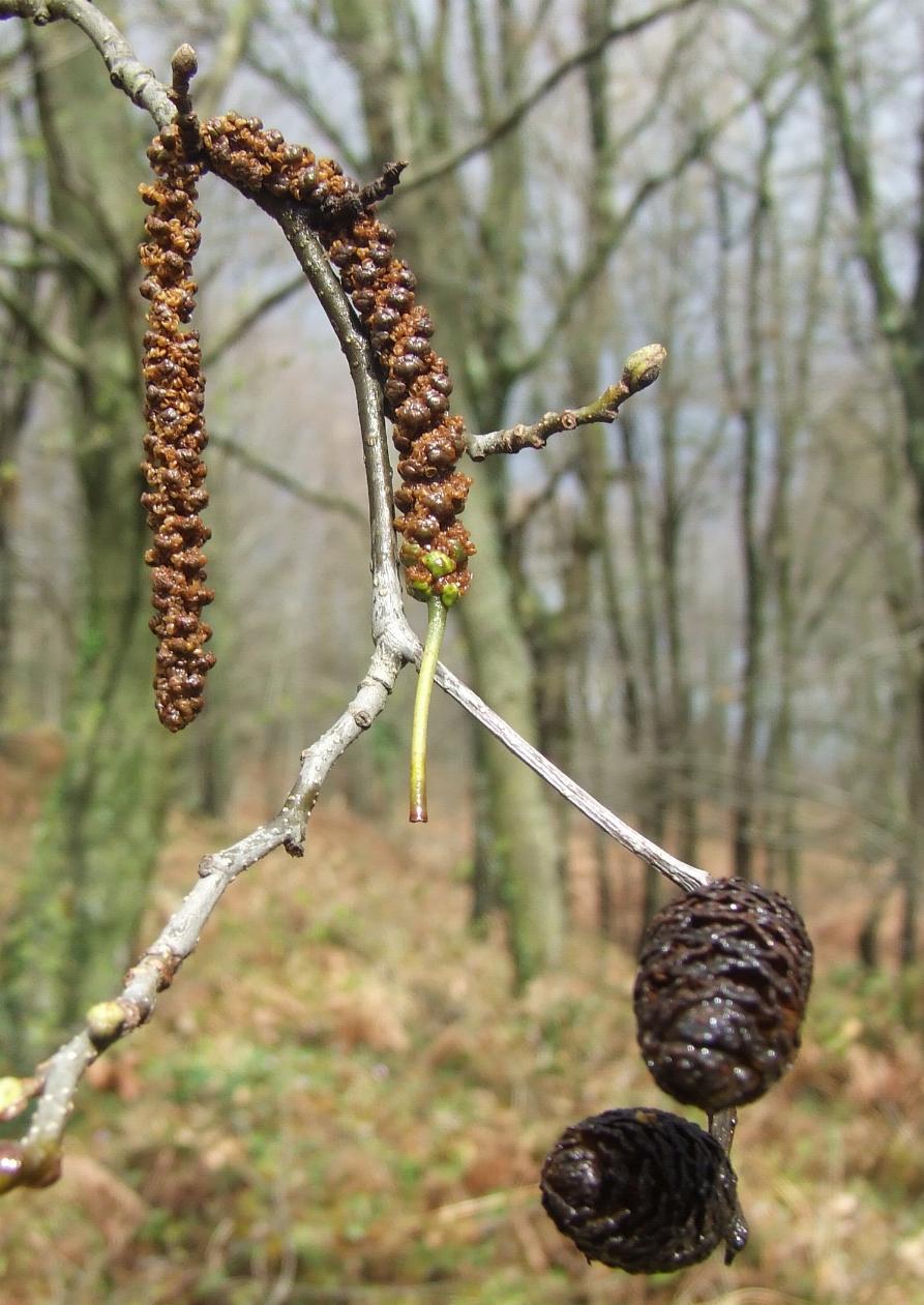 Alnus sp.