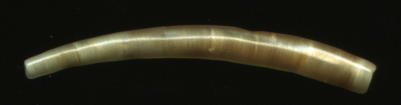 Dentalium sp.