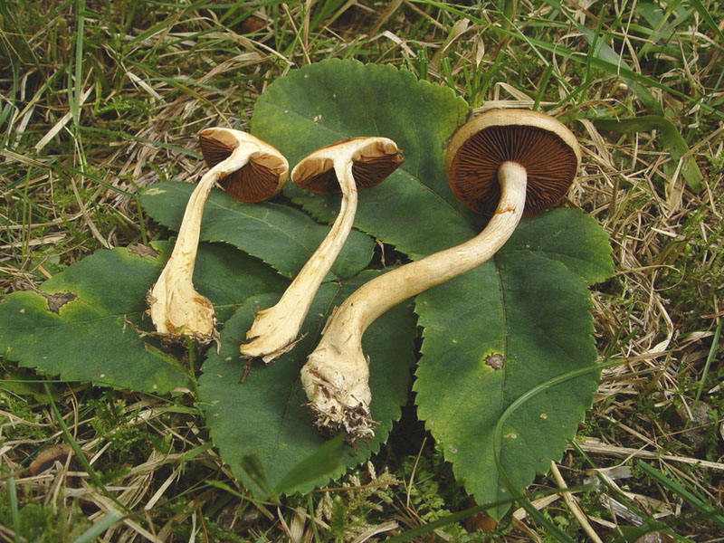 Che cortinario � ? (cfr. Cortinarius anomalus s.l.)