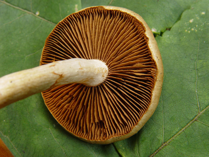 Che cortinario � ? (cfr. Cortinarius anomalus s.l.)