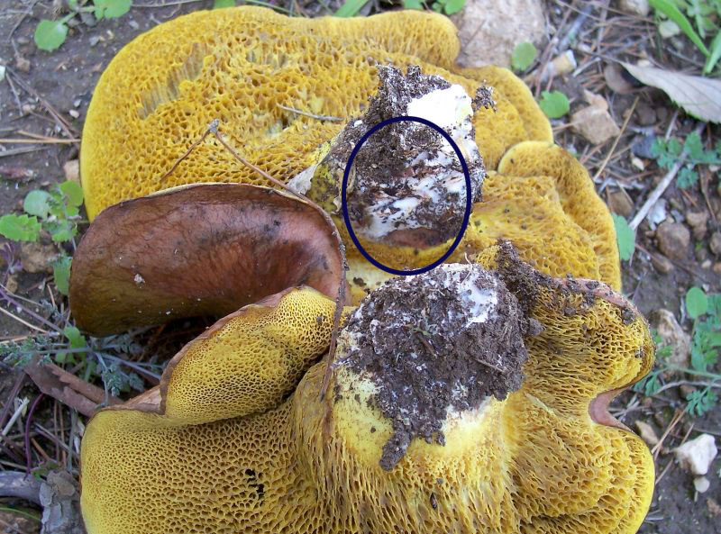 Polyporus (?) da identificare