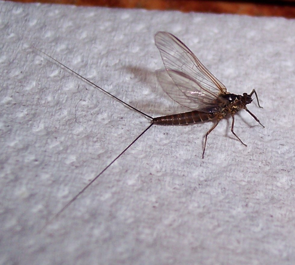 Baetis rhodani