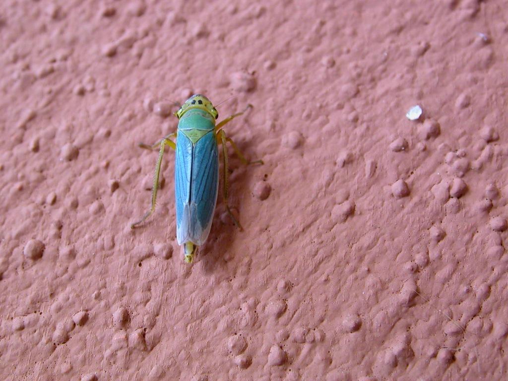 Insetto lucchese (Cicadella viridis)